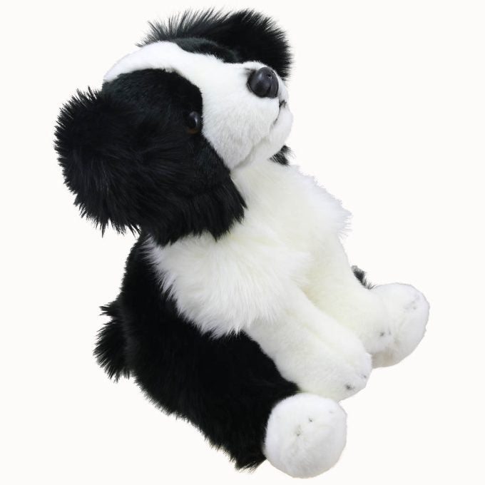 Border Collie – Wilberry Favourites